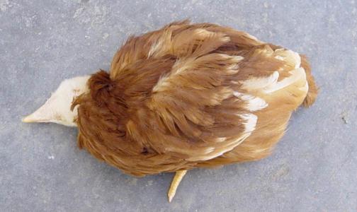 雞新城疫病毒感染癥狀